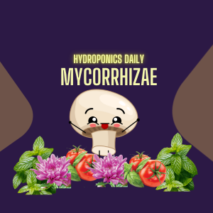 Mycorrhizae - root fungal symbionts