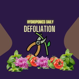 Defoliation: 6 Key Benefits for Hydroponic Crops