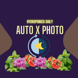 Autoflowering vs Photoperiodic crops