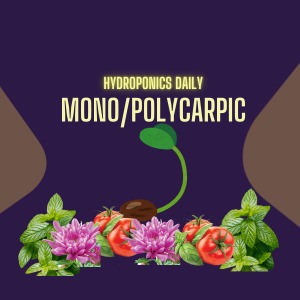 Monocarpic vs  Polycarpic Plants - What are they and why are they important in Hydroponics