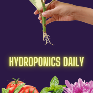 Cuttings for propagation in hydroponics - Part 1