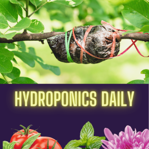 Air Layering for propagating difficult to root strains in hydroponics