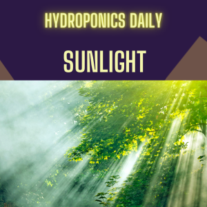 Sunlight for hydroponic lighting in greenhouses and polytunnels