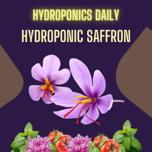 Hydroponic Saffron Cultivation