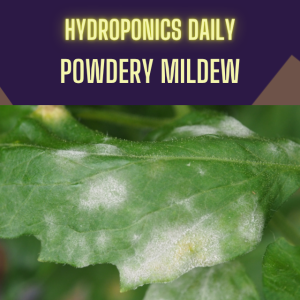 Powdery Mildew - The main fungal disease of hydroponics