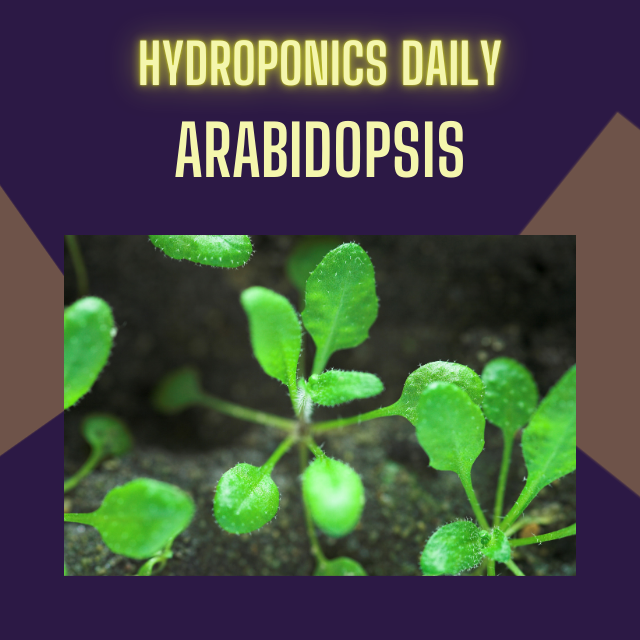 Hydroponics Daily