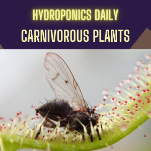 Carnivorous Plants: Can Hydroponics Support These Curious Plants?