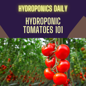 Hydroponic Tomatoes 101: The Secrets for Perfect Growth