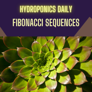Nature's Secret Code: The Fibonacci Influence on Hydroponics