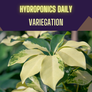 Variegated Plants - Charm and Challenges