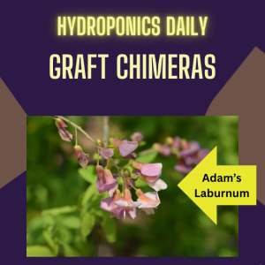 Graft Chimeras - Amazing botanical curiosities