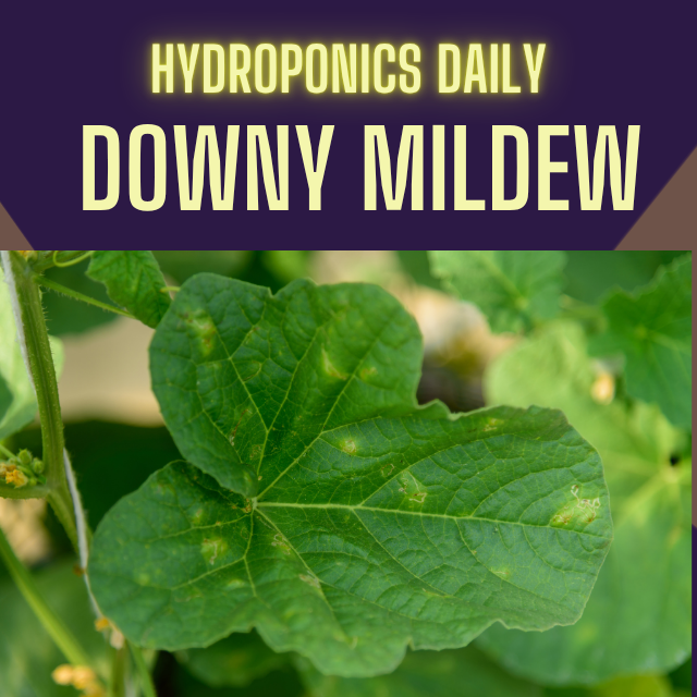 Hydroponics Daily