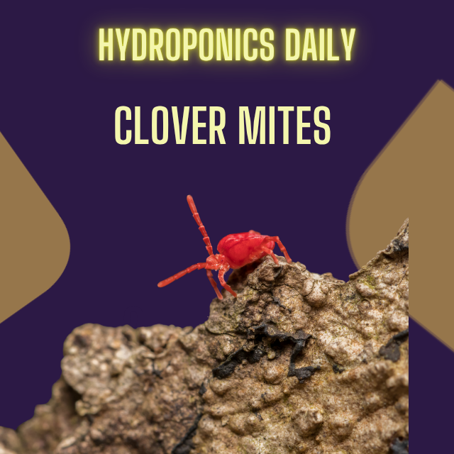 Hydroponics Daily