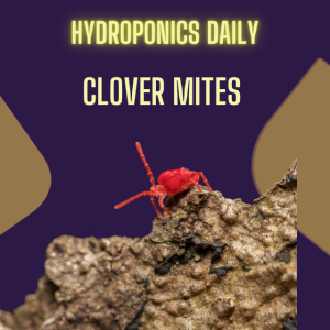 Clover Mites: ever heard of them? You've certainly seen them!