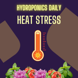 Battling Heat Stress in Hydroponics
