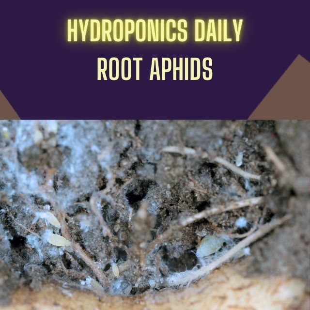 Hydroponics Daily