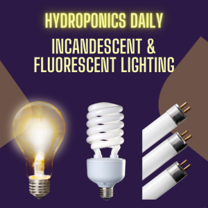 Incandescent and Fluorescent Bulbs in Hydroponics