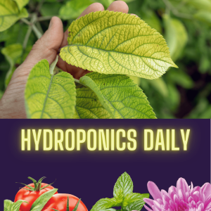 Magnesium in Hydroponics