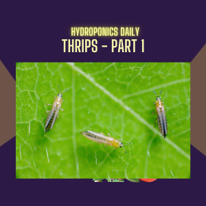 Conquering Thrips Part 1: A Major Threat in Hydroponics