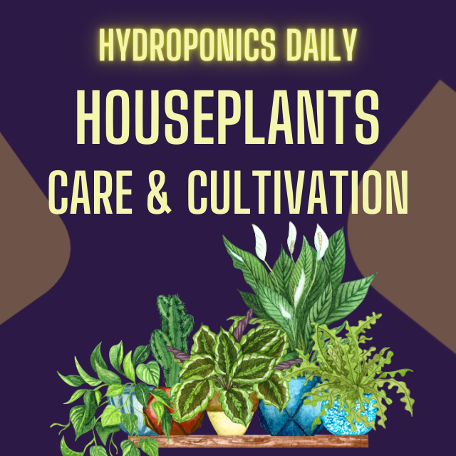 Hydroponics Daily