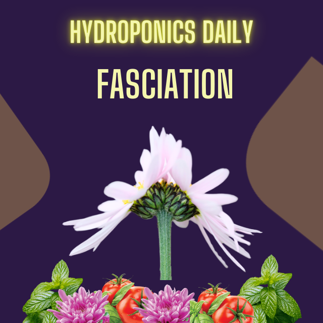 Hydroponics Daily