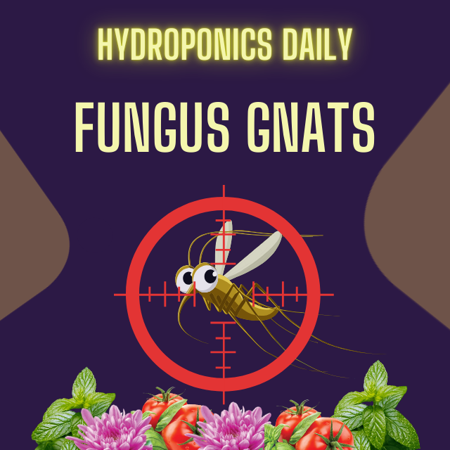 Hydroponics Daily