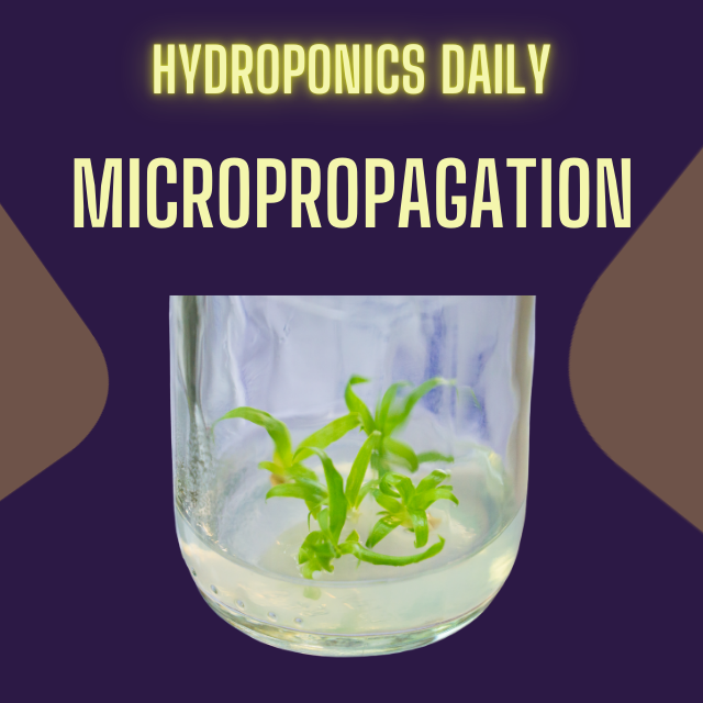 Hydroponics Daily
