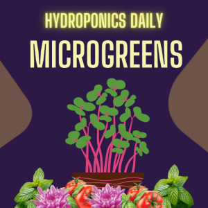 The Microgreens Boom: From COVID Craze to Nutrient Powerhouse