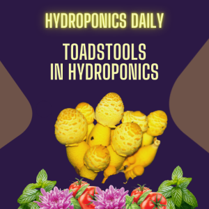 Toadstools in your coco substrate?