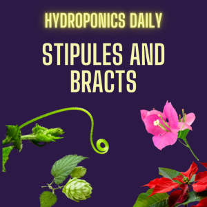 What are Stipules and Bracts?