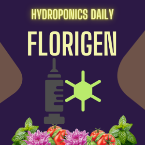 Florigen - The Flowering Hormone