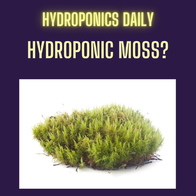 Hydroponics Daily