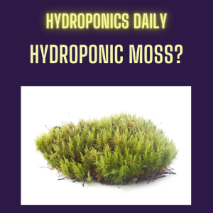Hydroponic Moss Cultivation