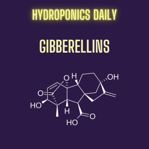 The role of Gibberellins in Hydroponics