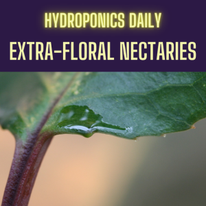 Extra Floral Nectaries - have you ever seen them?