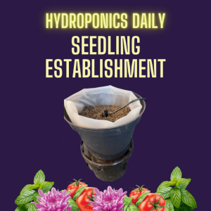 Seedling Establishment in Hydroponics: Tips and Tricks