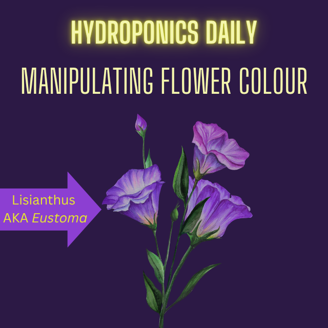 Hydroponics Daily