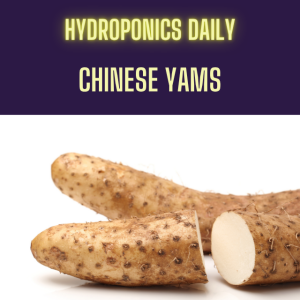 Chinese Yams: could they be a hydroponic dream crop?