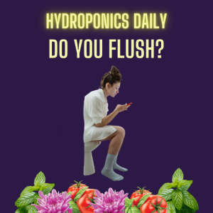 "Flushing" in Hydroponics: Essential Practice or Overhyped Tradition?