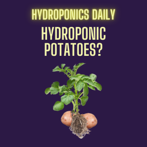 Hydroponic Potatoes: The Future of Tuber Cultivation?