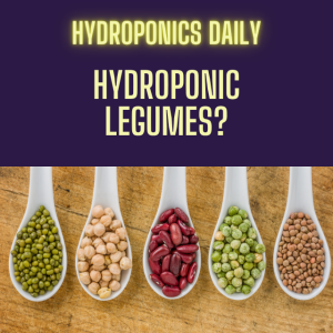 Hydroponic Legumes?
