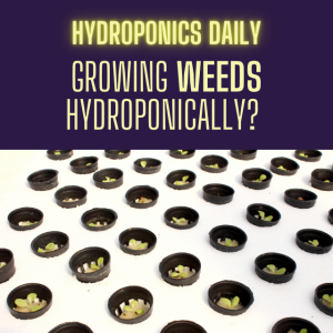 Hydroponics for growing weed (actual weeds!)