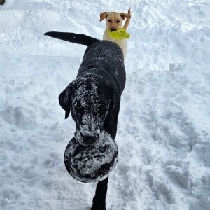 Frozen Frisbee Fun