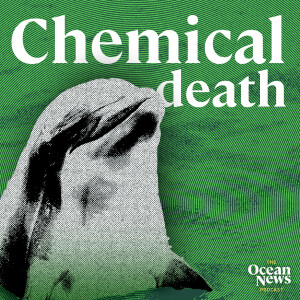BANNED Chemicals To Blame for Dolphin Deaths - The Ocean News Podcast