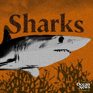 Why Are Sharks VITAL For Coral Reefs? - The Ocean News Podcast