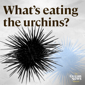 What's Eating The Urchins? - The Ocean News Podcast