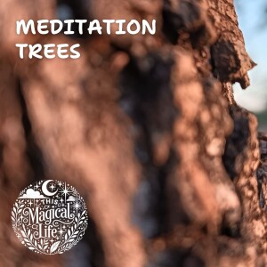 Guided Meditation: Connection with Trees