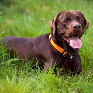 I väntan på min nya ledarhund