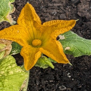 Composting