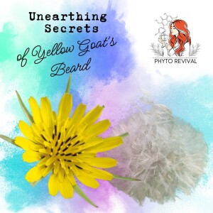 Unearthing the Medicinal Secrets of Yellow Goat's Beard